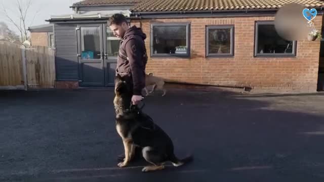 آموزش تربیت کردن سگ نگهبان - مرحله های تربیت سگ برای نگهبانی