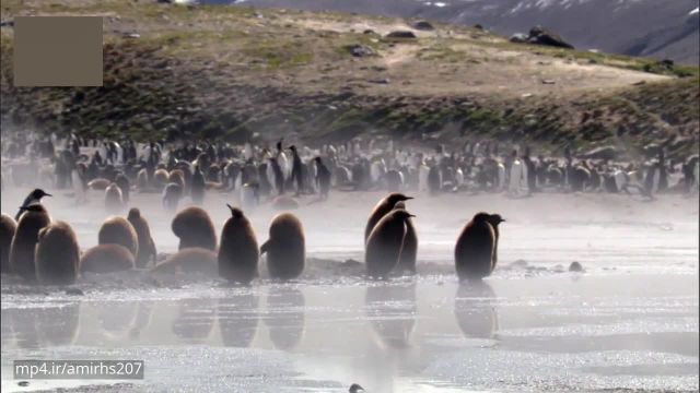 دانلود مستند حیات وحش پنگوئن پادشاه 