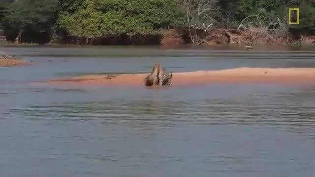 کلیپ شکار تمساح توسط پلنگ بسیار خفن و جالب !