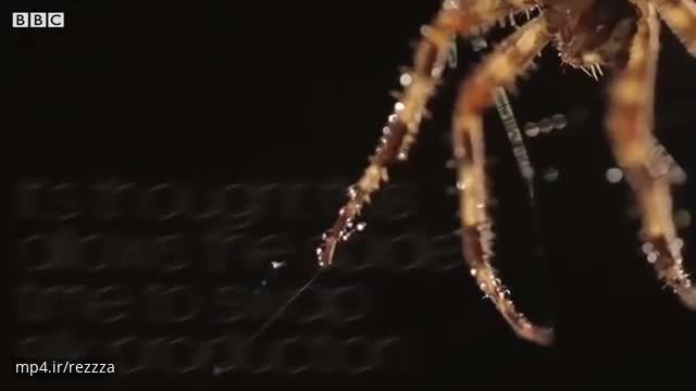 فیلم تنیدن تار توسط عنکبوت - کلیپ بسیار زیبا از تار تنیدن عنکبوت 