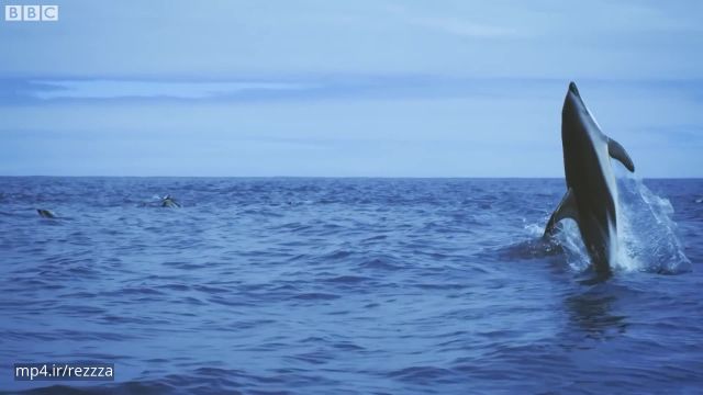 کلیپ تصویری بسیار زیبا از دلفین های شگفت‌انگیز در اعماق اقیانوس !