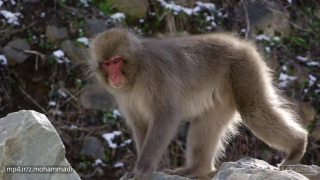 کلیپ تصویری معرفی میمون های برفی در ژاپن !