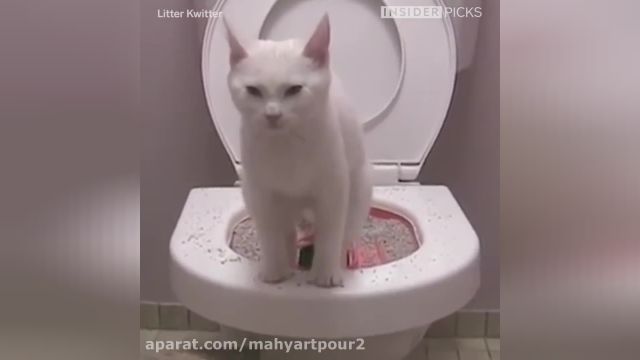 آموزش دستشویی کردن به گربه در منزل - آموزش دادن به گربه !