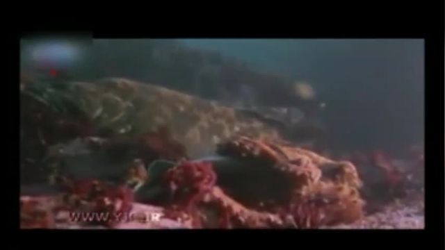 ویدیو بسیار حیرت‌انگیز از شکار کوسه توسط هشت پا در اقیانوس !