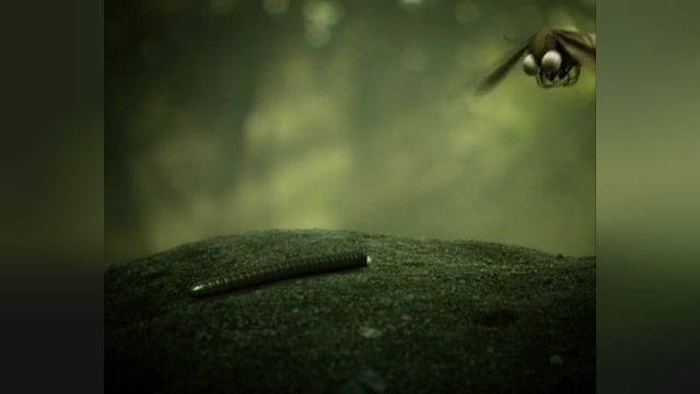 دانلود انیمیشن زندگی خصوصی حشرات قسمت چهل وسه
