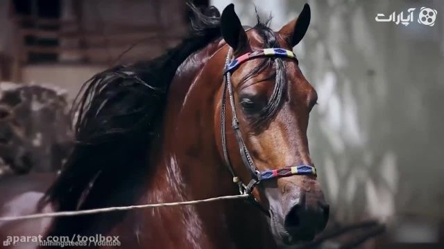 ویدیو جالب از 15 نژاد زیبا و برتر اسبها در دنیا !