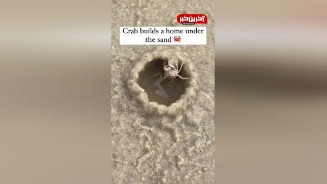 ساختن خانه خرچنگ در ساحل | ویدیو 