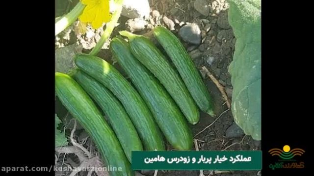 بررسی پربار ترین و زودرس ترین خیار زمینی در ایران