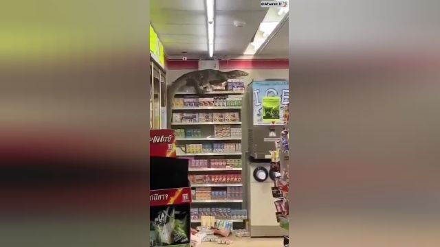 کلیپ عجیب از حمله تمساح به فروشگاه !