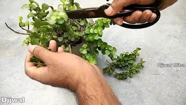 آموزش تکثیر قلمه گیاه یشم در گلدان کوچک