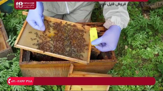 آموزش زنبورداری - آموزش محصور کردن ملکه