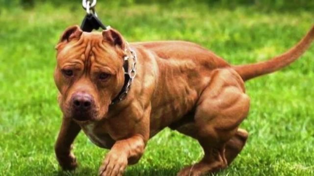 معرفی سگ پیتبول | خطرناک ترین سگ جهان