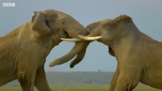 کلیپ دیدنی از سکانس دعوای فیل ها باهم !
