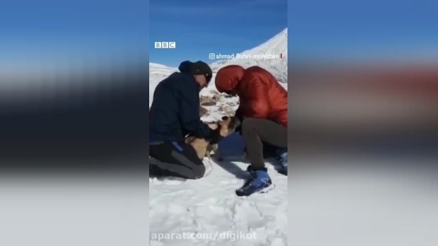 دانلود ویدیو ای از لحظه نجات روباهی که سرش در یک دبه گیر کرده بود