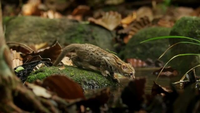 ویدیو معرفی کوچیکترین گربه سان های دنیا !