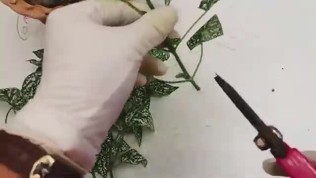 آموزش روش قلمه زدن و تکثیر گل سنگ !