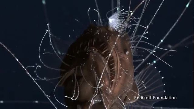دانلود ویدیو ای از اولین ویدئو از زوج ماهی انگلر در اعماق اقیانوس