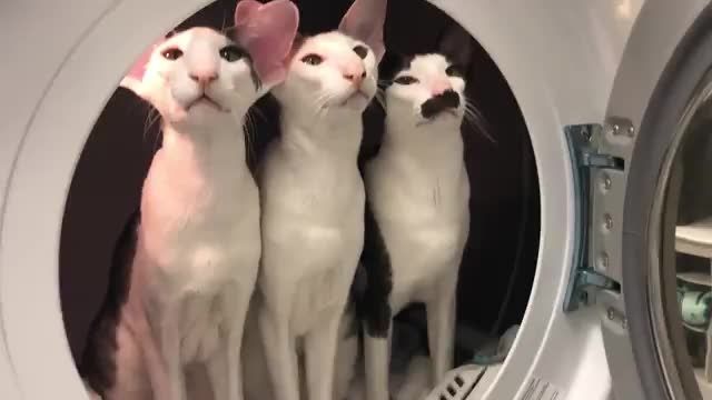 دانلود ویدیو ای از گربه های نژاد اورینتال