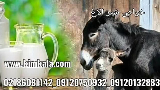  شیر طبیعی الاغ/09120750932/شیر قوی و تازه الاغ/شیر الاغ اصل