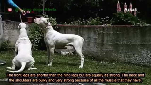 10 تا از عضله دار ترین سگ های دنیا !