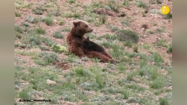ویدیو شیر دادن خرس قهوه ایی به بچه اش در پارک ملی گلستان