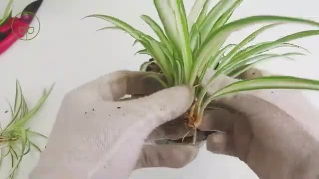 آموزش تکثیر کامل گیاه گندمی