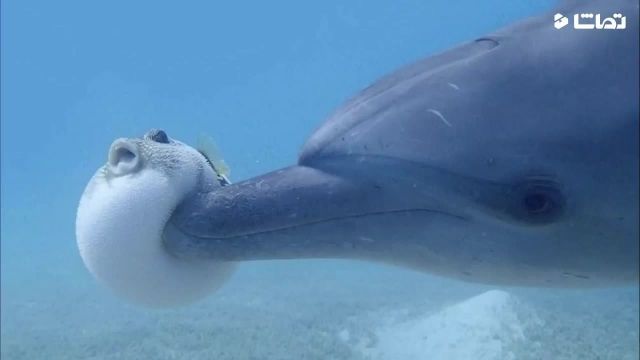 دلفین های باهوش ، رد شدن از فیلتر انقراض !