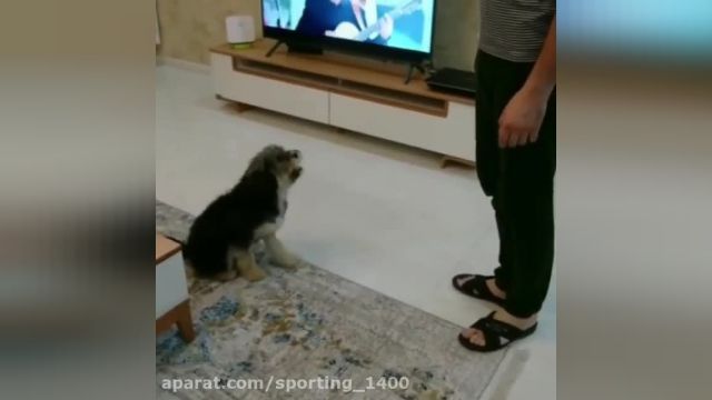 رقص جالب یک سگ