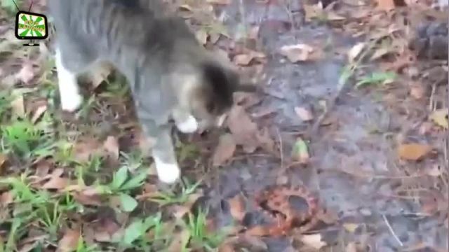 دانلود ویدیو ای از گربه های شجاع