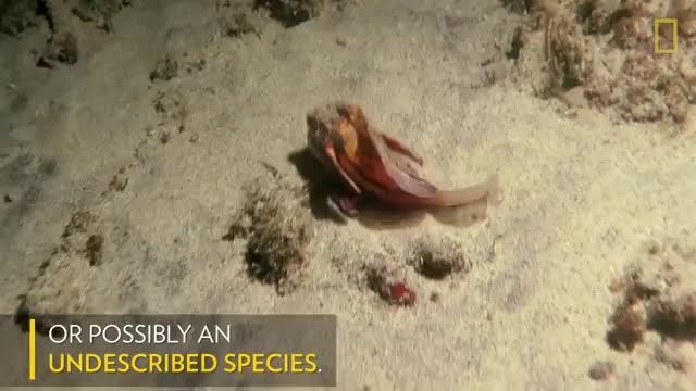 دانلود ویدیو ای از گونه جدید ماهی که در کف دریا راه میرود