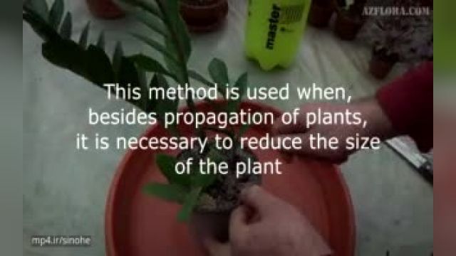 آموزش ساده  تکثیر گیاه زامیفولیا