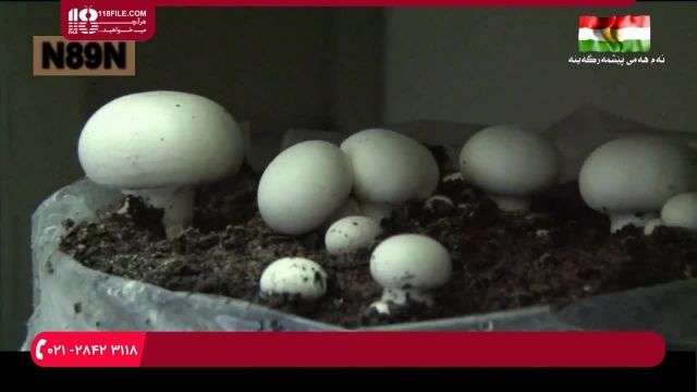 آموزش پرورش قارچ - واحد تولید قارچ Mushroom Production Unit (Agaricus bisporus)