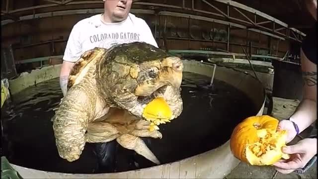 دانلود ویدیو ای از لاک پشت Alligator Snapping Turtle