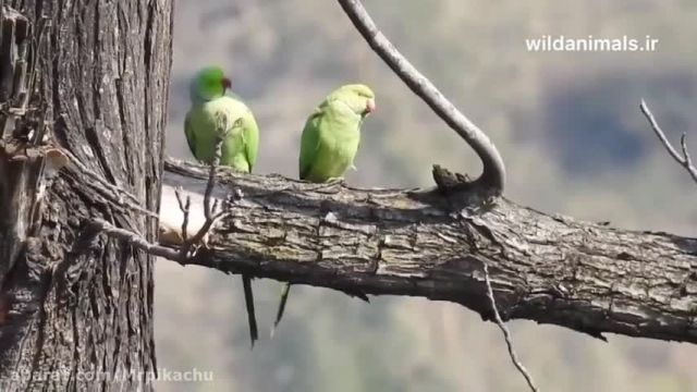 کلیپ بسیار زیبا از آواز خواندن طوطی های بامزه !