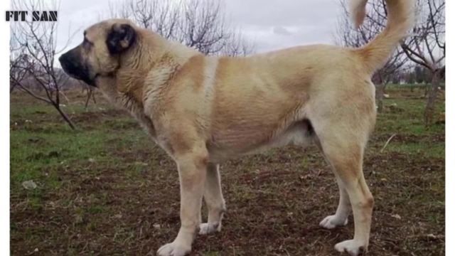 معرفی کامل سگ سرابی | سگ نگهبان ایرانی