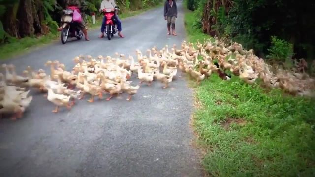 کلیپ بامزه و دیدنی از رژه هزاران اردک وسط جاده !
