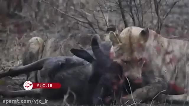 دانلود ویدیو ای از شکار گوزن یالدار توسط چند شیر گرسنه