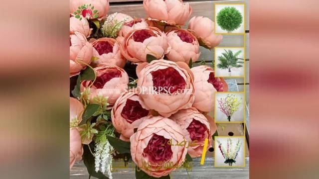 لیست بوته گل تزیینی پیونی بزرگ گل | فروشگاه ملی