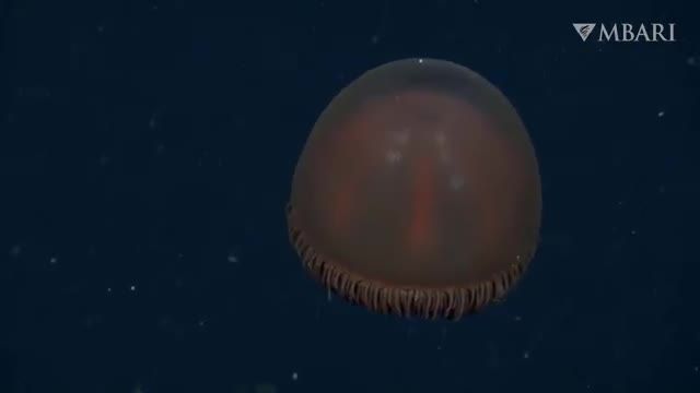 شگفتی موجودات تازه کشف شده اعماق اقیانوس