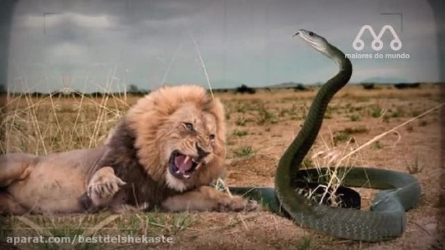جنگ حیوانات وحشی || مامبای سیاه شیر را می کشد