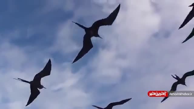 مرغ دله پرنده‌ای که حین پرواز می خوابد! | ویدیو  