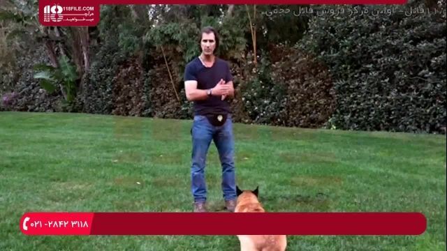 آموزش تربیت سگ - استفاده از اسباب بازی برای سرعت بخشیدن به اطاعت کردن