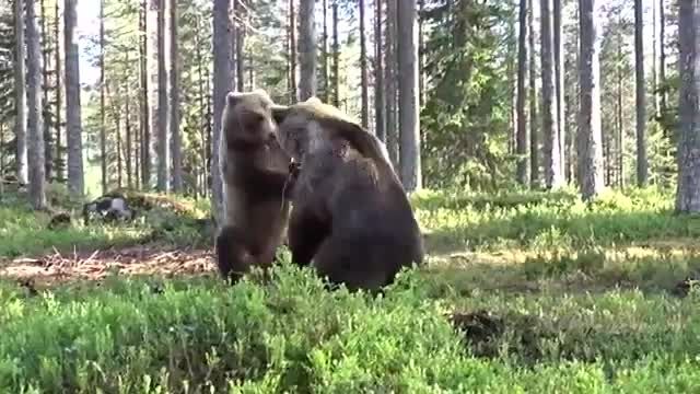 ویدیو جالب و دیدنی از دعوای دو خرس بزرگ !