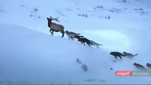 فیلم حمله گله گرگها به گوزن تنها مانده در برف | فیلم شکار گرگ 