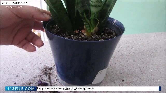 آموزش کاشت گل در خانه-آموزش عوض کردن خاک و گلدان ارکیده-(قلمه زدن گیاه سانسوریا)