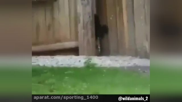شکار مرغ توسط عقاب وحشی