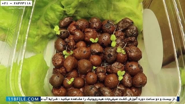 اموزش رایگان صیفی جات کشت هیدروپونیک-طریقه دانه گذاری و پرورش آن