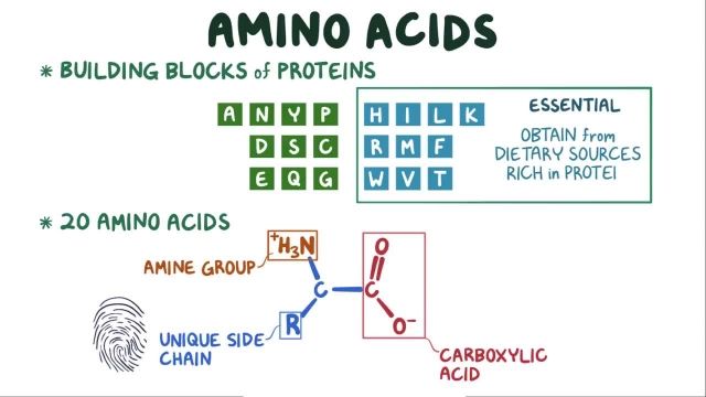 Amino acid metabolism