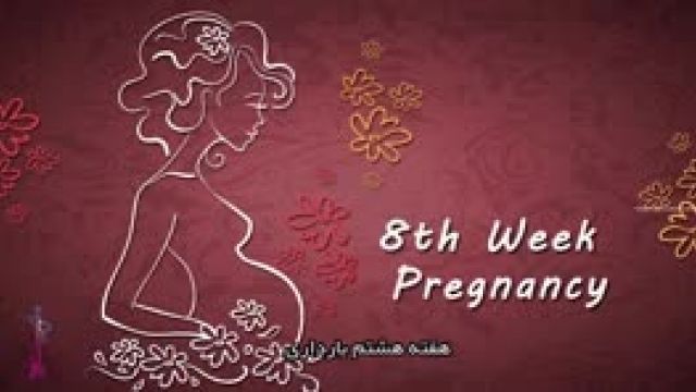 هفته 8 بارداری جنین چه تغییراتی میکند ؟