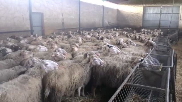 گوسفند آصف 